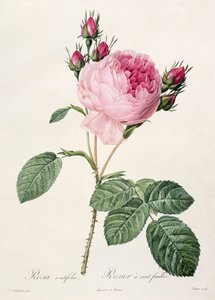 Rosa Centifolia，来自&39;Les Roses&39;，由Couten雕刻，由Remond出版，1817年 作者 皮埃尔·约瑟夫·雷杜特